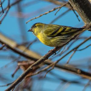 Eurasian Siskin