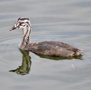 Great Crested Grebe