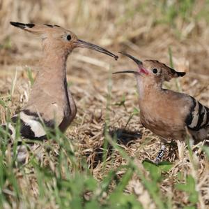 Eurasian Hoopoe