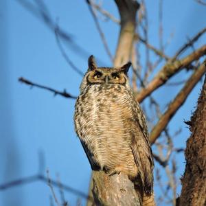 Great Horned Owl