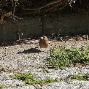 Eurasian Chaffinch