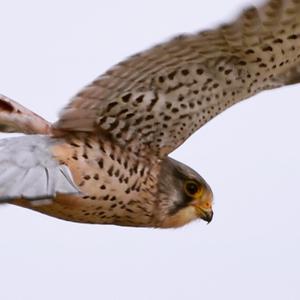 Common Kestrel