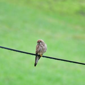 Common Kestrel