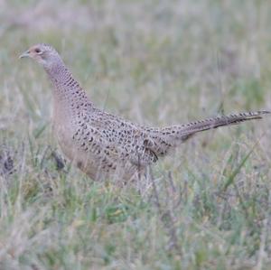 Common Pheasant