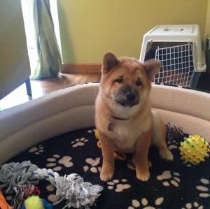 Shiba Inu