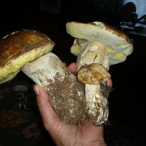 King Bolete