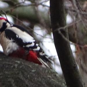 Great Spotted Woodpecker