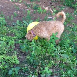 Irish Terrier