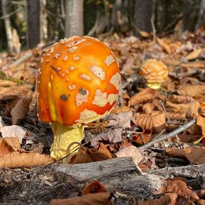 Fly Agaric