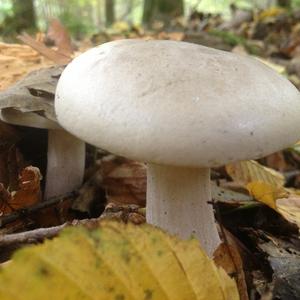 Spring Agaric