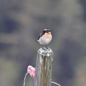 Whinchat