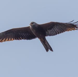 Red Kite