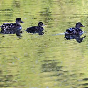 Mallard