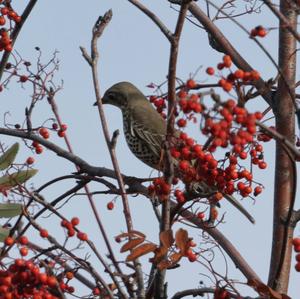 Mistle Thrush