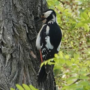 Great Spotted Woodpecker