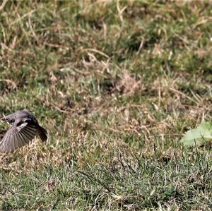 Black Redstart