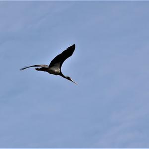 Black Stork