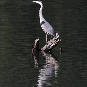 Grey Heron