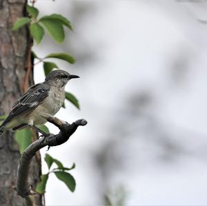 Northern Mockingbird