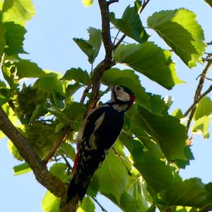 Great Spotted Woodpecker