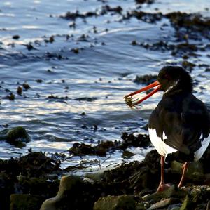 Eurasian Oystercatcher