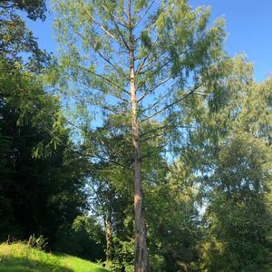 Dawn Redwood