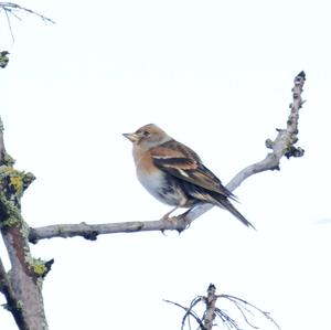 Brambling