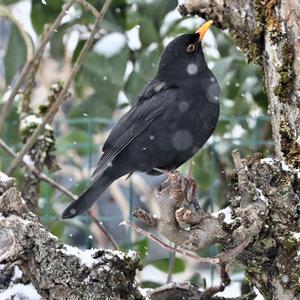 Eurasian Blackbird