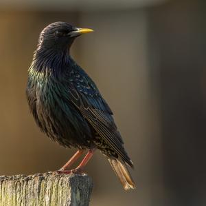 Common Starling