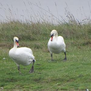 Mute Swan