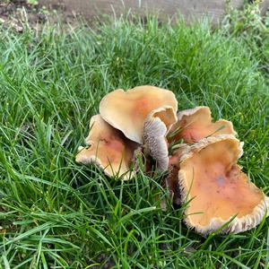 Unknown Species
