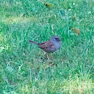 Hedge Accentor