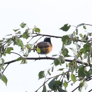 Common Redstart