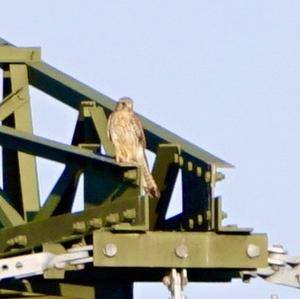 Common Kestrel