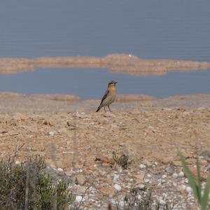 Northern Wheatear