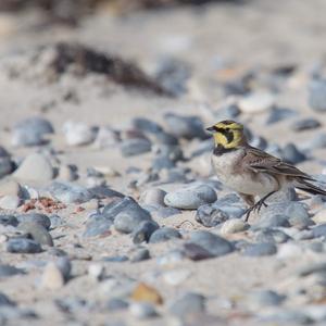 Horned Lark