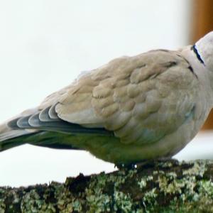 Eurasian Collared-dove