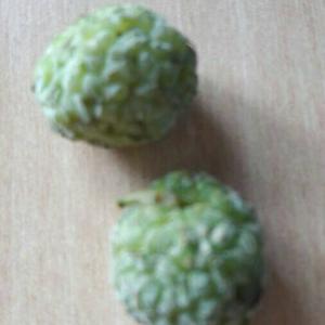 Unknown Species
