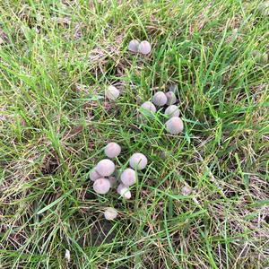 Non-inky Coprinus