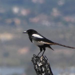 Black-billed Magpie