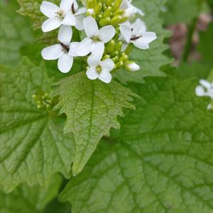 Garlic Mustard