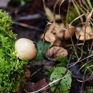 Stump Puffball