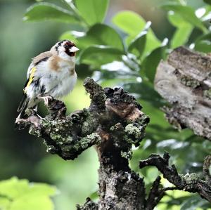 European Goldfinch