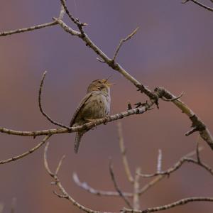 Winter Wren