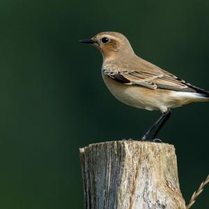 Northern Wheatear