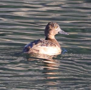 Tufted Duck