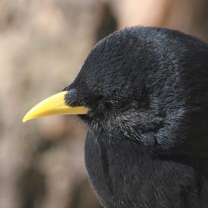 Yellow-billed Chough