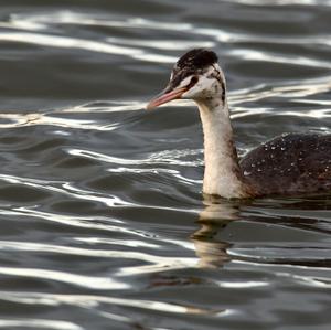 Great Crested Grebe