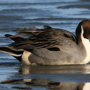 Northern Pintail