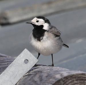 White Wagtail